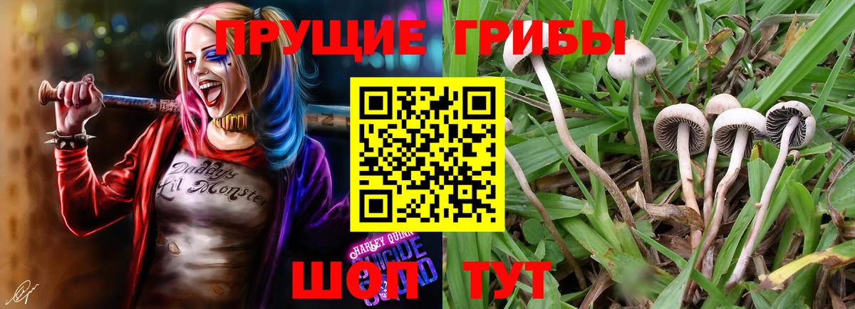 Ковров  хочу наркоту  Вход с VPN  Псилоцибиновые грибы GOLDEN TEACHER  Псилоцибиновые грибы Cubensis 